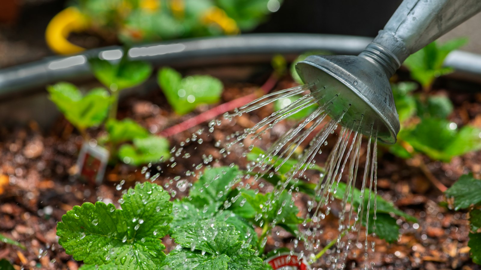 Watering can watering small plants
