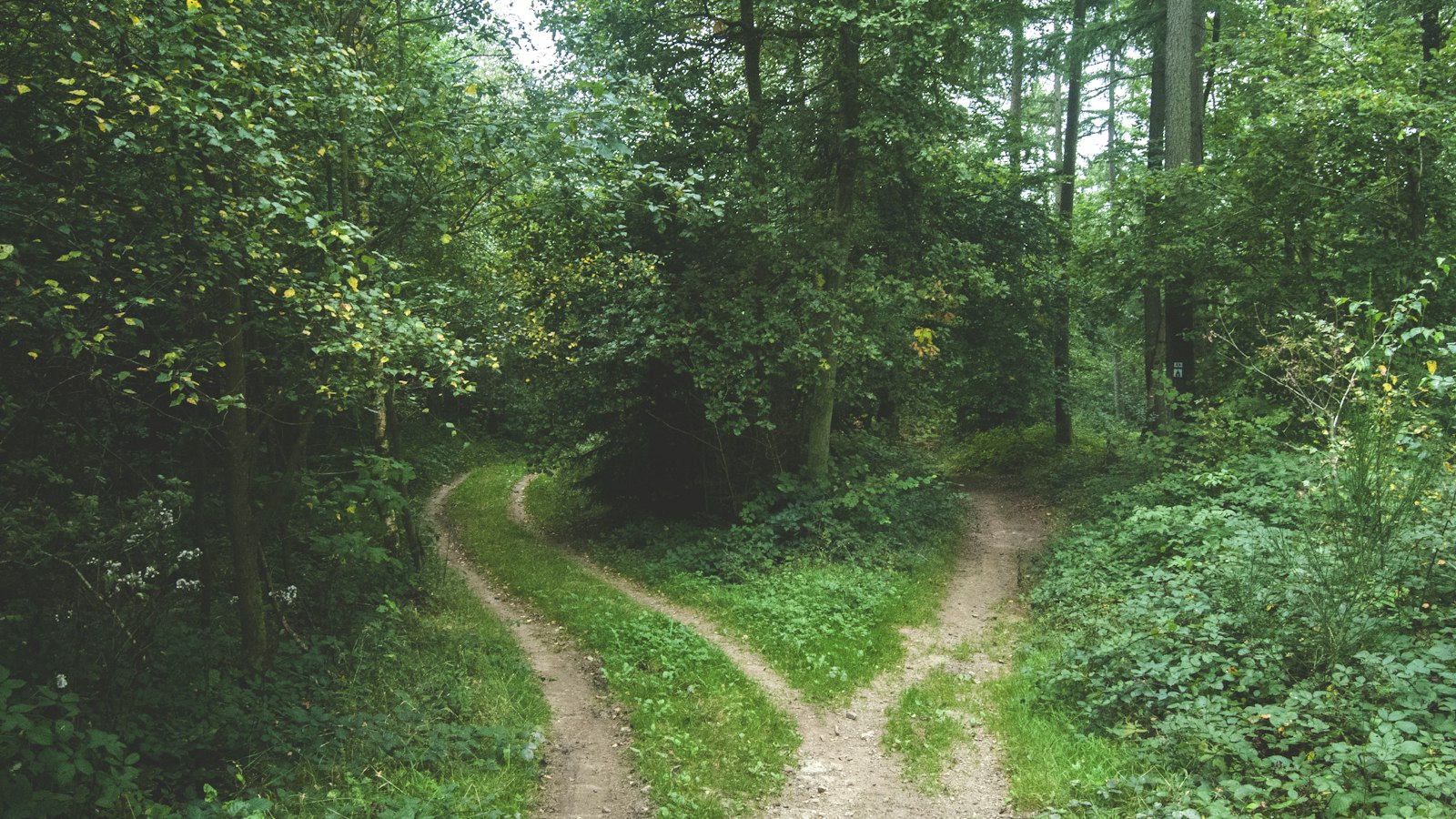 Vägskäl på en stig i skogen